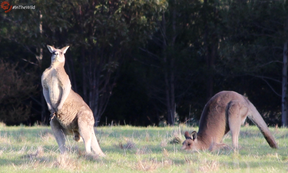 why do kangaroos avoid fights