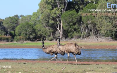 Evening at ‘The Billabong Bar’