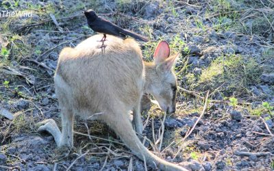 The wallaby and the wagtail: great wildlife photography while travelling.