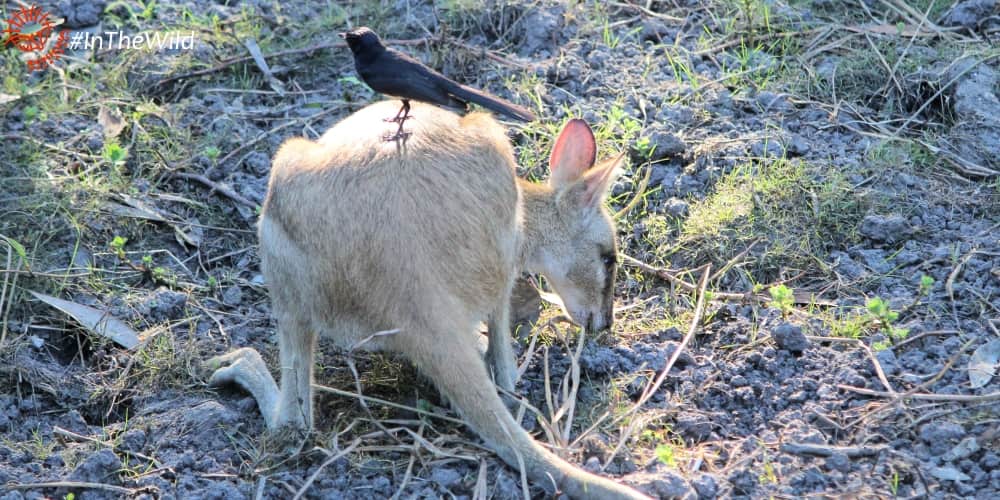The wallaby and the wagtail: great wildlife photography while travelling.