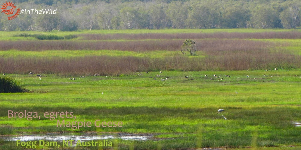 view across Fogg Dam wildlife