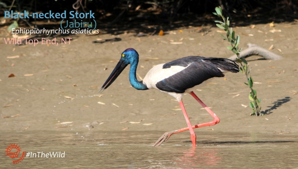 black-necked stork birdwatching fogg dam