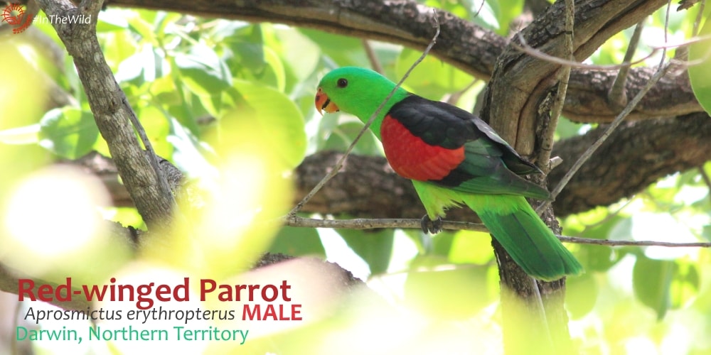 Parrot at Fogg Dam Northern Territory