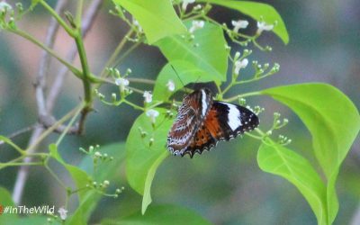 Butterflies of Kakadu