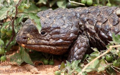 The loving-est lizard: The Shingleback of Mungo
