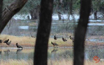 Finding birds in the Outback: Black-tailed Native-hen