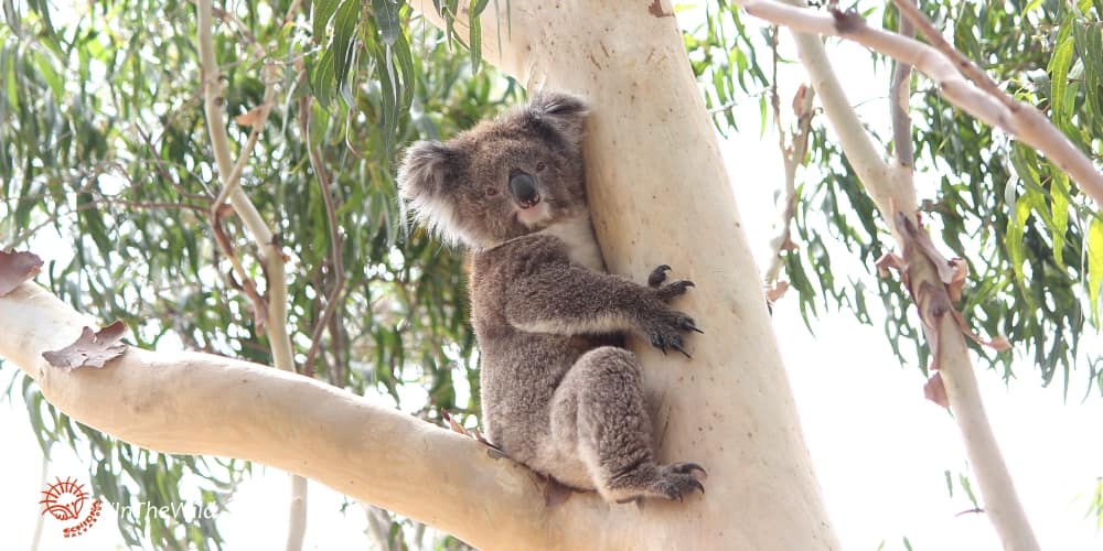 5 Reasons To See Koalas In The Wild Echidna Walkabout Tours