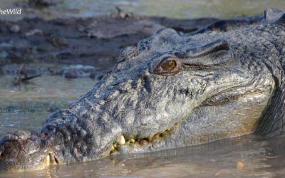 Winter Wildlife in Australia