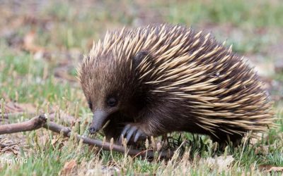 How Echidnas Walk