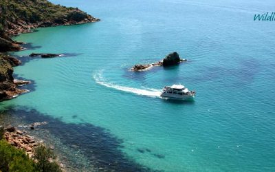 Wildlife Holidays in Australia in summer break