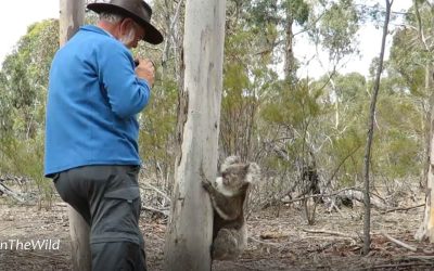 Wild koala walks to tourist