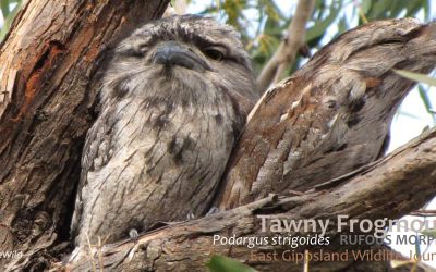 Learning from Nature: Tawny Frogmouth Brood Patches