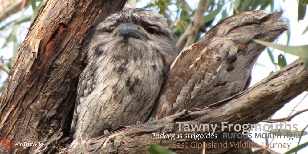 learning from nature: Tawny Frogmouths