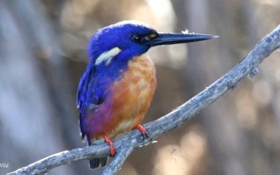 Where (and how) to see Kookaburras & Kingfishers in Australia