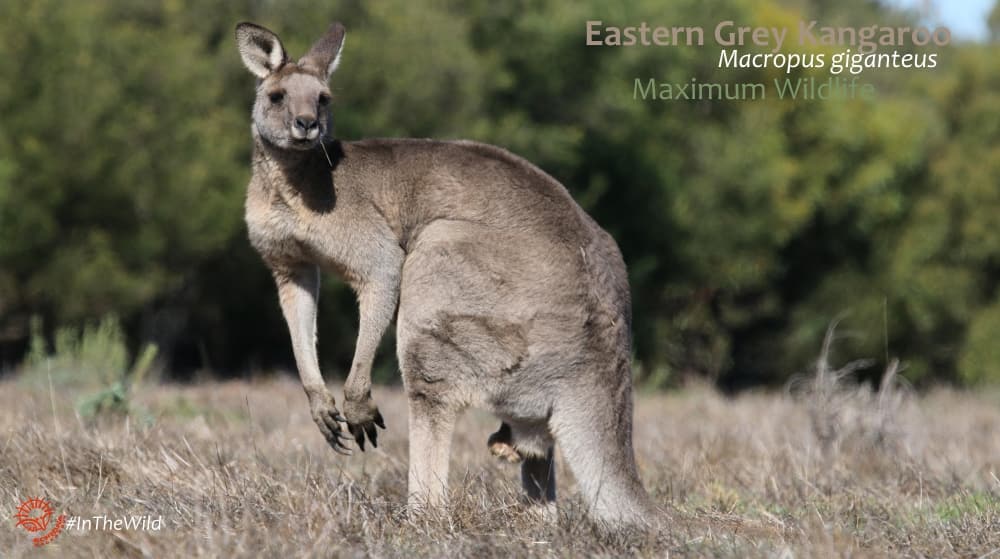 macropods of Australia are just as diverse as the antelopes of Africa