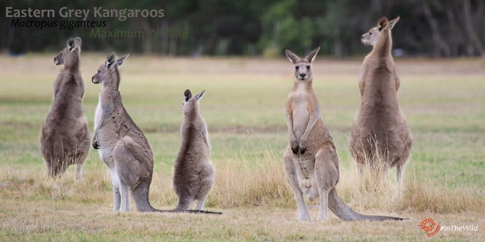 mob of kangaroos in Australia