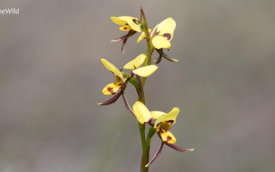 Maximum Wildlife, Maximum Wildflowers!