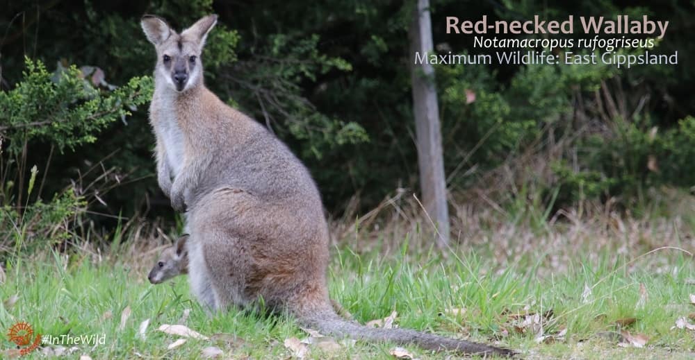 Red-necked Wallaby grassy plains East Gippsland