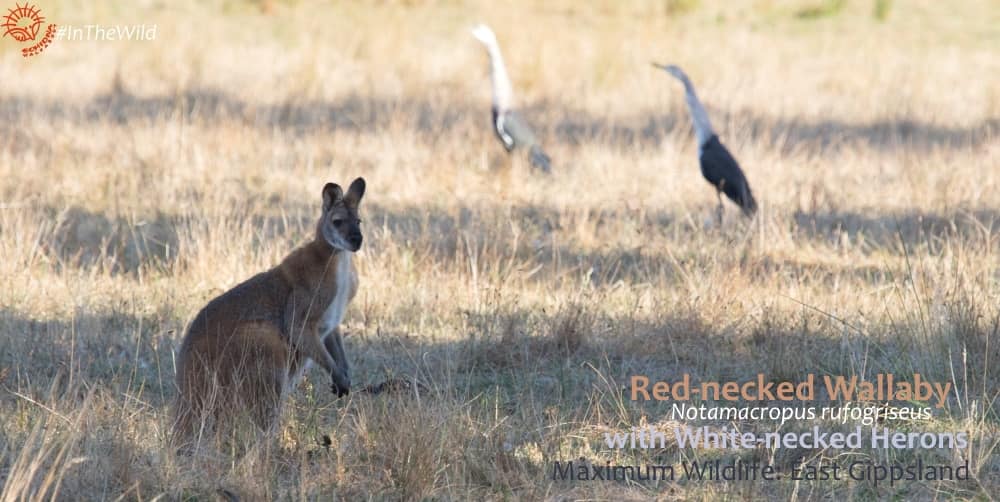 male wallaby with birds