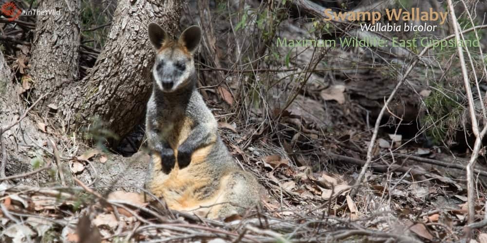 Cute wallaby basking in sun Australia