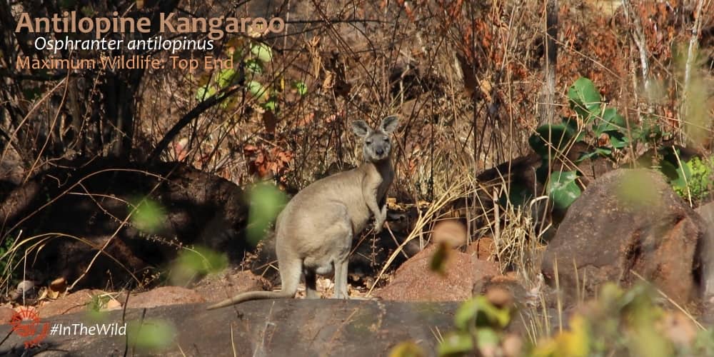 Antilopine Wallaroo Echidna Walkabout