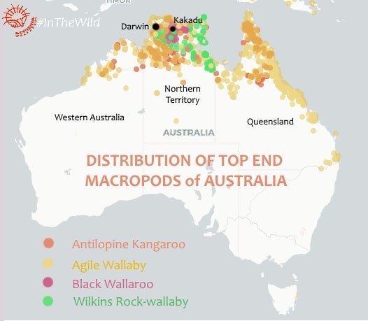 Distribution map Australia Antilopine Kangaroo Agile Wallaby Black Wallaroo Wilkins Rock-wallaby