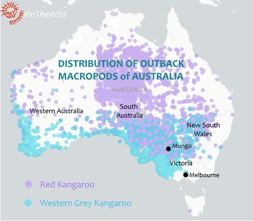 Distribution of macropods map: Red Western Grey Kangaroo