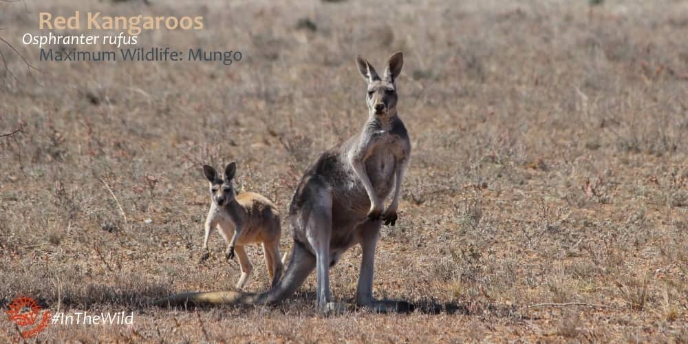 Red Kangaroo with joey Outback Australia