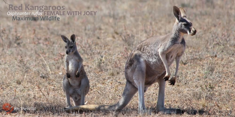 Outback Australia macropods