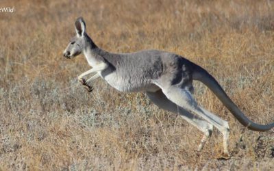 Macropods (Kangaroos) of Australia