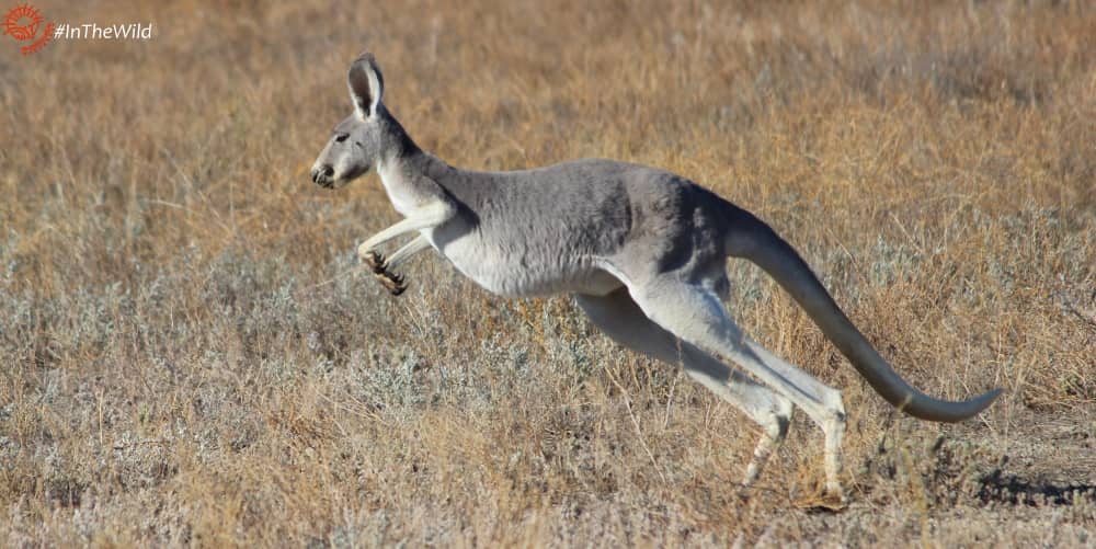 Kangaroos of Australia: Red Kangaroo hopping