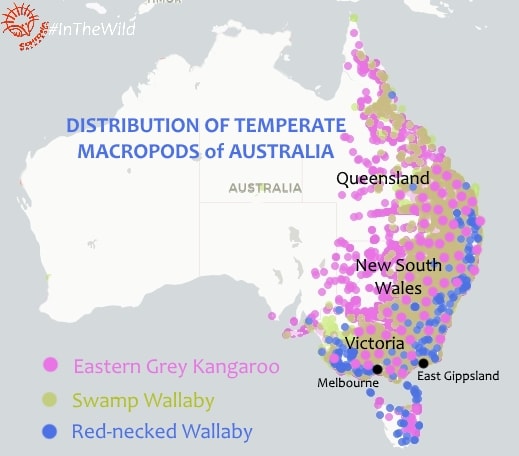 Distribution map Eastern Grey Kangaroo Swamp Red-necked Wallaby