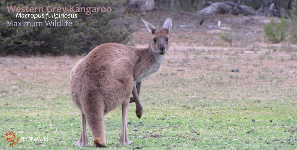 Western Grey Kangaroo turning to look at viewer