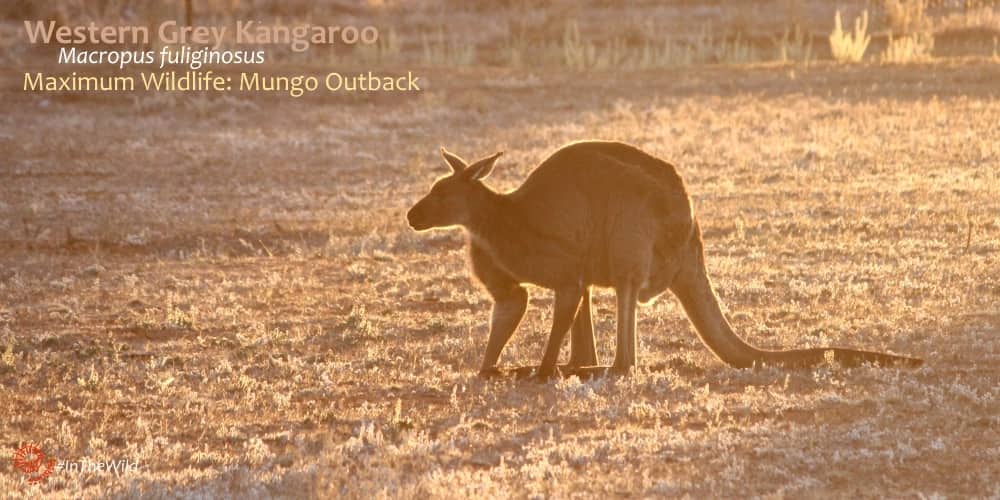 big male kangaroo at sunset
