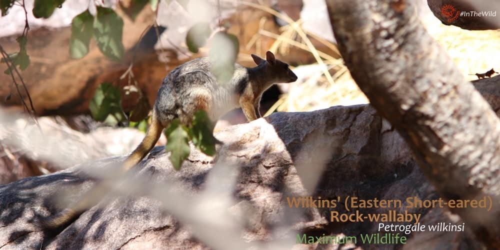 Eastern Short-eared Rock wallaby