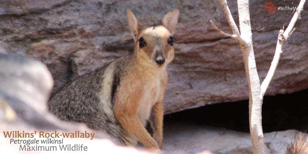 Beautiful rock wallaby face big eyes