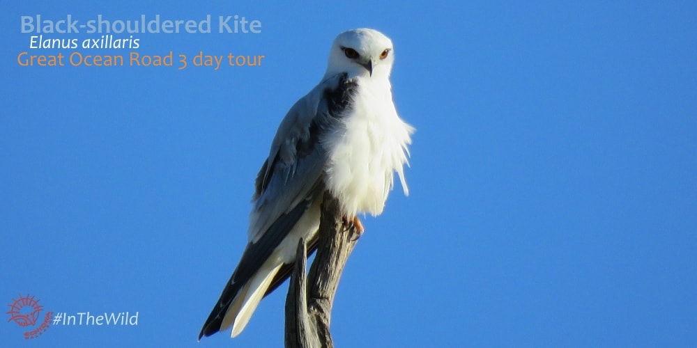 kite bird Great Ocean Road wildlife tour