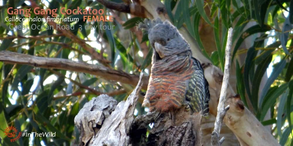 Gang-gang Cockatoo - Wildlife Sanctuary & Café - Great Ocean Road