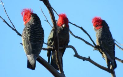 Great Ocean Road Gang Gang Cockatoos