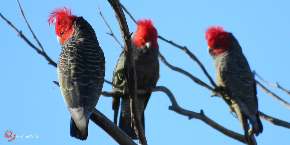 Male Gang Gangs together in tree