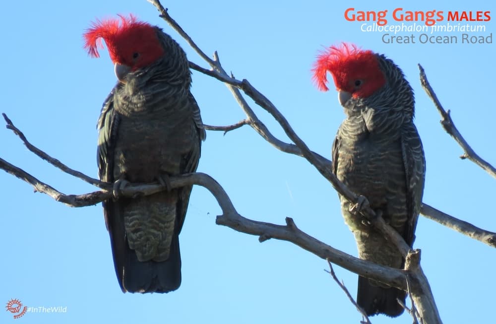 Gang-gang Cockatoo - Melbourne Museum