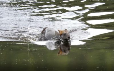 Wallaby swimming on the Great Ocean Road