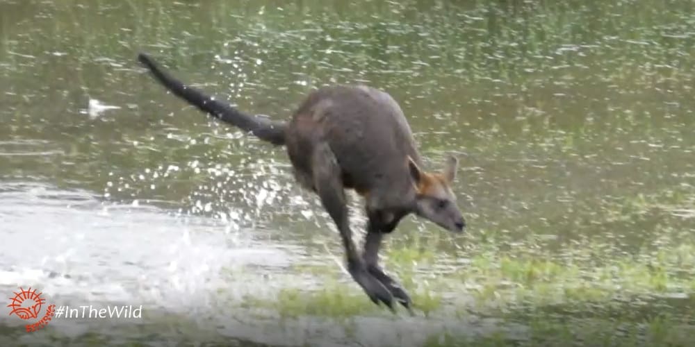 Swamp Wallaby hopping in water