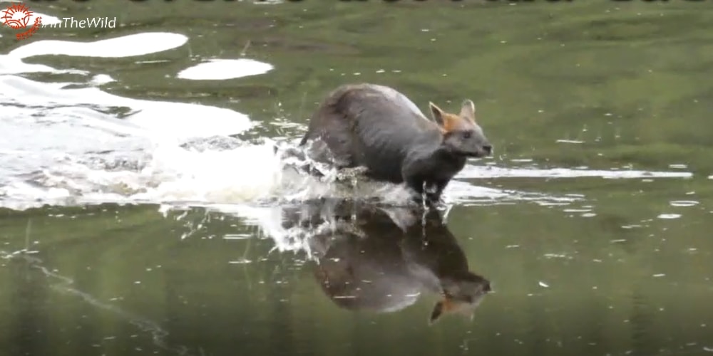 Wallaby swimming on the Great Ocean Road