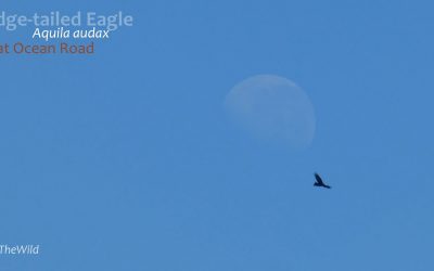 Great Ocean Road Eagles & Birds of Prey