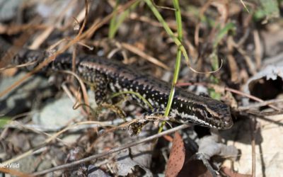 Where To Watch Australian Animals, part 2.