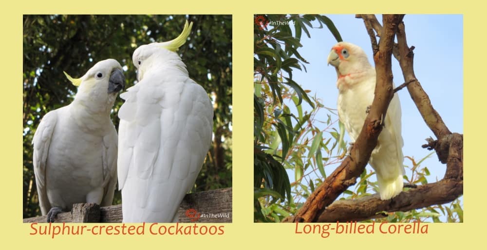 comparison sulphur-crested cockatoo long-billed corella