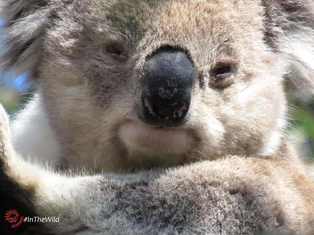wild male koala You Yangs
