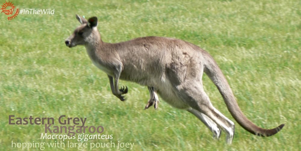 Kangaroo hopping with large joey