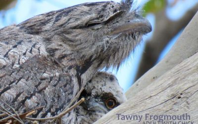 Australian Birds On A Crepuscular Tour!